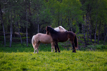 Obraz premium Two horses grooming each other