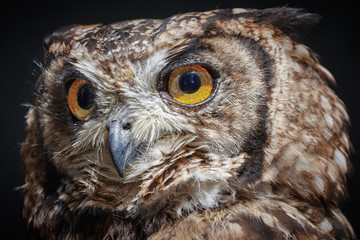 Close-up of an eagle owl (Bubo bubo) isolated on black background