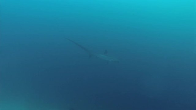 Thresher Shark Diving Down Into Deep Blue Sea Water At Monad Shoal In Malapascua Philippines In The Visayan Sea 