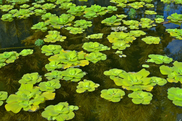 Planta aquática