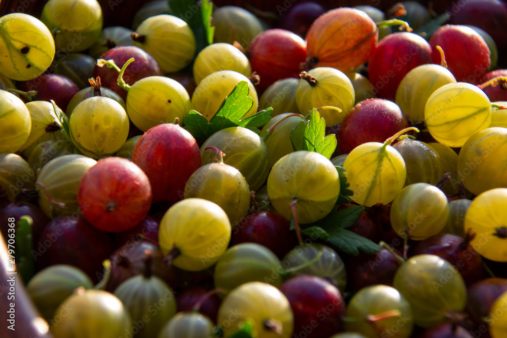 Wall mural red, green and yellow gooseberries closeup