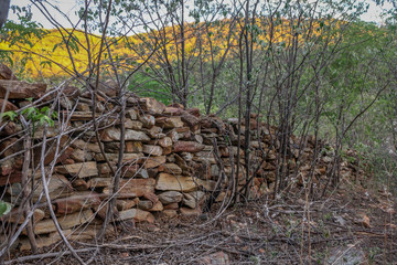 wall in the forest