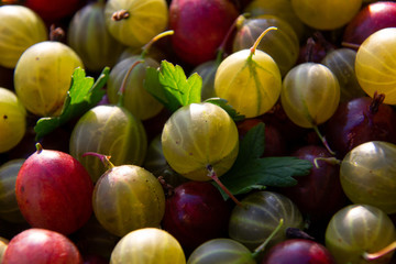 Red, green and yellow gooseberries closeup