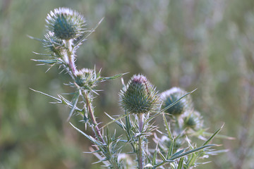 Thistle flower in summer. Plant background. Copy space.