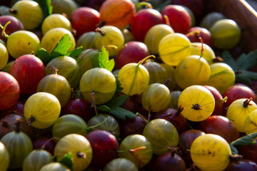 Red, green and yellow gooseberries closeup
