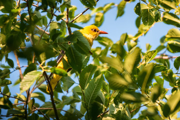 Young Eurasian Golden Oriole or Oriolus oriolus on tree branch