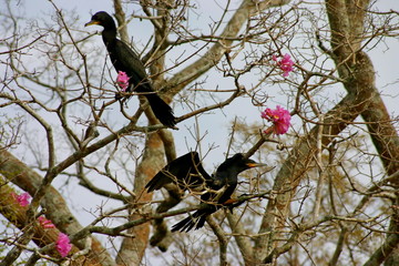 amazzonia, volo, uccelli, ara azul, tuyuyu, brasile, brasil, colore, flora, fauna, paesaggio, cielo