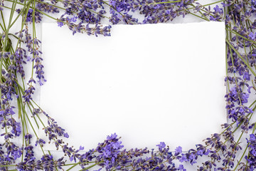Flowers composition. Frame made of fresh lavender flowers on white background. Flat lay, top view, copy space, square