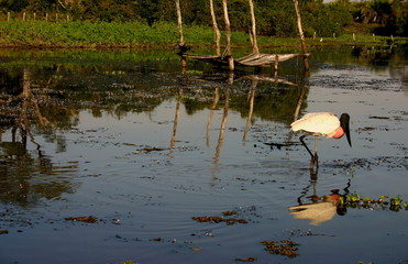 amazzonia, volo, uccelli, ara azul, tuyuyu, brasile, brasil, colore, flora, fauna, paesaggio, cielo