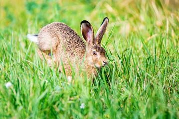 European hare or Lepus europaeus leaps in a meadow