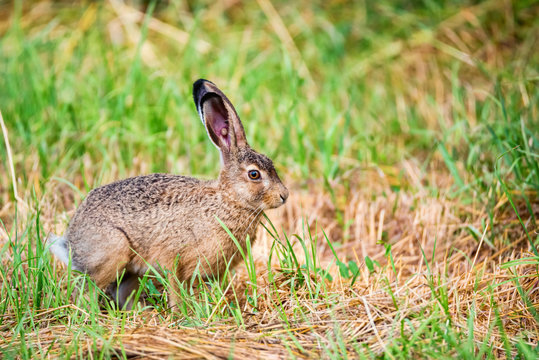 European hare or Lepus europaeus leaps in a meadow