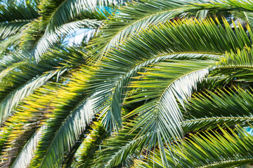 Obraz na płótnie Canvas Phoenix palm tree leaves pattern in nature