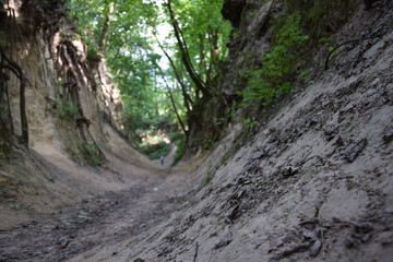 Wąwóz lessowy - Kazimierz Dolny