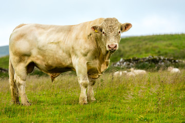 Bull, large Charolais bull stood in summer pasture with ring through his nose.