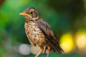 Bird 