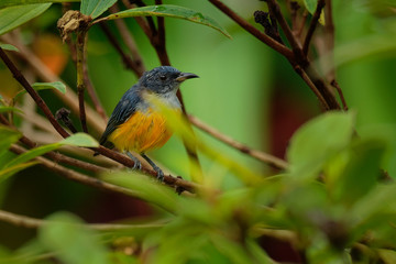 Orange-bellied Flowerpecker - Dicaeum trigonostigma species of bird in Dicaeidae, found in Bangladesh, Brunei, India, Indonesia, Malaysia, Myanmar, the Philippines, Singapore, and Thailand