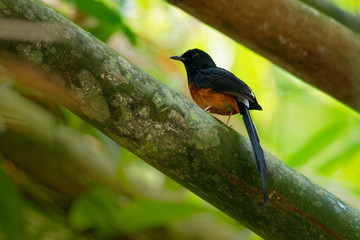White-rumped Shama - Copsychus malabaricus small passerine bird of the family Muscicapidae. Native to densely vegetated habitats in the Indian subcontinent and Southeast Asia