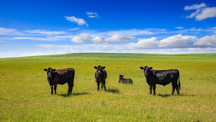 Cows in a pasture, clear blue sky in a sunny spring day, Texas, USA.