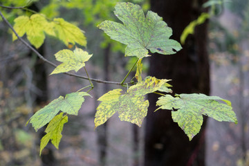 Green leaves Close-Up