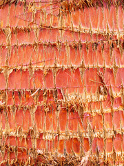 Texture of a trunk of a palm tree close up