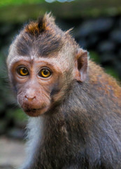 Young monkey looking at the camera.