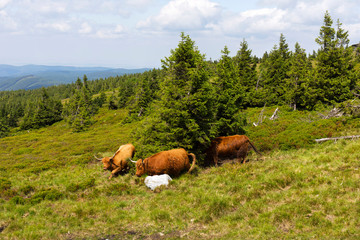 Mountain Jesenik in Moravia, very green and clear Nature with cleanest Air in central Europe, Czech Republic