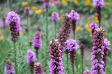 Pflanzen Makro Natur Sommer Blumen Sträucher Großer Garten Dresden