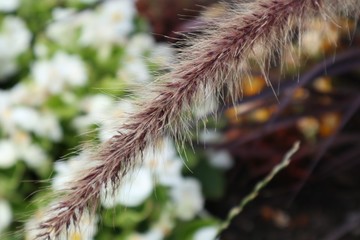 Pflanzen Makro Natur Sommer Blumen Sträucher Großer Garten Dresden