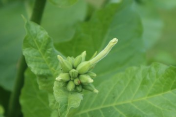 Pflanzen Makro Natur Sommer Blumen Sträucher Großer Garten Dresden