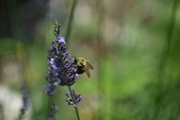 Bee on lavender