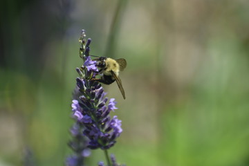 closeup honey be on purple lavender 
