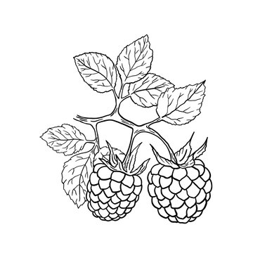 recommend clip art: Black and white illustration of two raspberry berries on a branch with leaves.