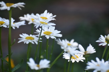 white daisies