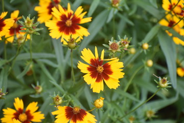 Fototapeta premium yellow summer flower wtih burnt orange center