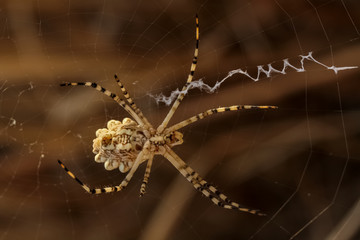 spider on web