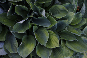 big green leafs background