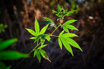 Cannabis plant with sunlight on the meadow