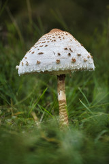 Young Parasol mushroom in the grass
