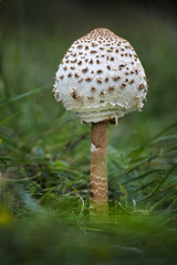Young Parasol mushroom in the grass