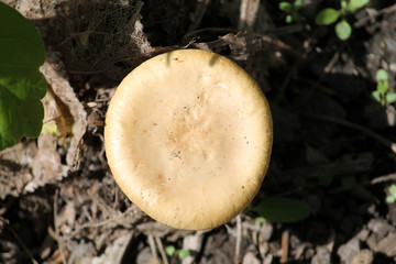 Agrocybe sp. mushroom. May, Belarus