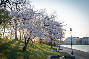 Hamburger Alster © Ben.Photoholic