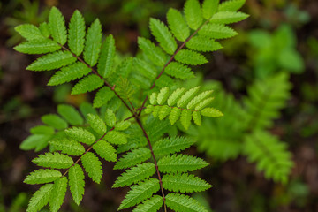 the top view on fresh green leaves of a mountain ash