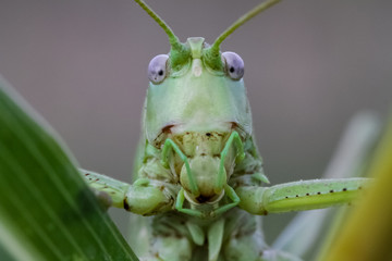 grasshopper on leaf