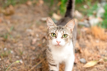 Naklejka na ściany i meble Little nice domestic kitty with yellow eyes in the yard