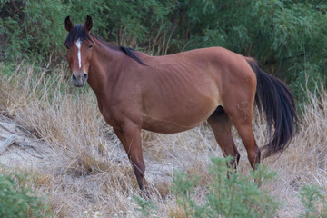 Fototapeta premium Wild deer near the Chisos Basin in Big Bend National Park (Texas).