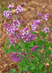 Syringa vulgaris (lilac or common lilac), species of flowering plant in olive family Oleaceae