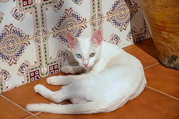 Khao Manee cat, or Khao Plort, also known as the Diamond Eye cat