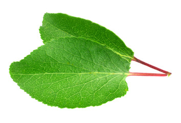 Obraz premium Apricot leaves isolated on a white background