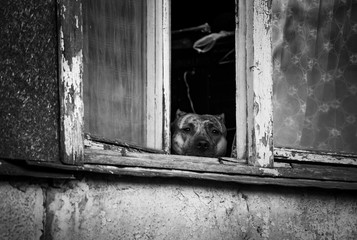 Sad dog looks out balcony window to the street animal pets sadness loneliness