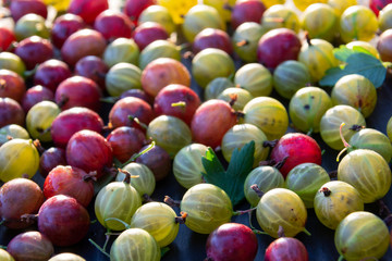Red, green and yellow gooseberries on black wooden background closeup